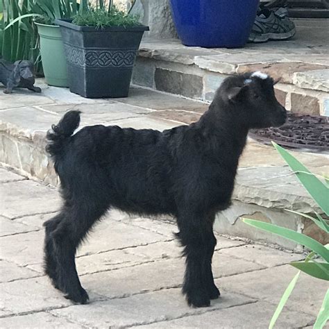 HILL COUNTRY MINIATURE SILKY FAINTING GOATS - New Babies and Planned ...