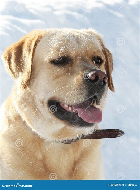 Labrador Retriever in the Snow in Winter Stock Image - Image of