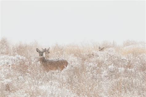 Whitetail Buck Running in Snow Stock Photo by ©twildlife 37529757