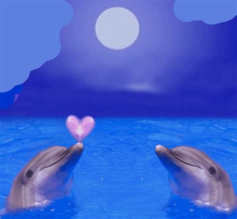 Amour De Dauphins