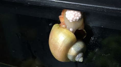 Mystery Snail Laying Eggs Youtube