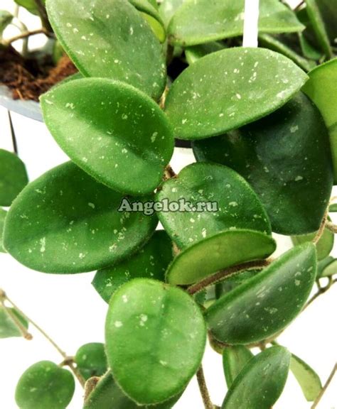 Хойя Матильда (Hoya cv. Mathilde) Каталог орхидей - фаленопсисов ...