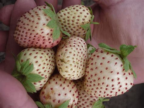 Садовая земляника сорта Белый швед. Клубника с ананасовым вкусом ...
