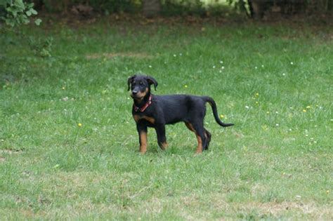 Chien Berger De Beauce Fun De Tortue Argente Du Mont Des Croisettes