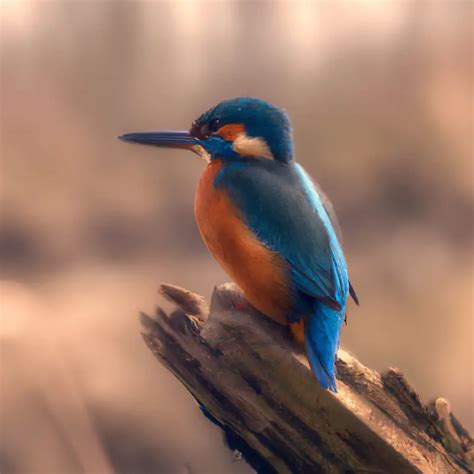 Welche Nat Rlichen Feinde Hat Der Eisvogel Vogel Entdecker