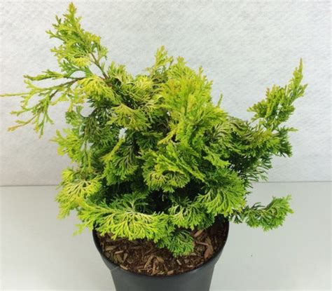 Кипарисовик комнатный. Уход в домашних условиях, виды, сорта, фото