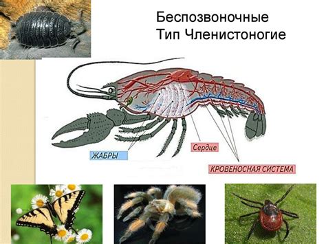 Кровеносная система животных - презентация онлайн