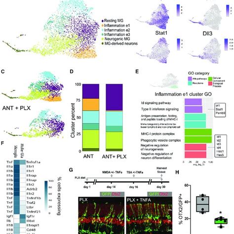 Scrna Seq Analysis Of Microglial Heterogeneity During Retinal Download Scientific Diagram