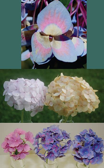 Curious Chemistry Guides Hydrangea Colors | American Scientist