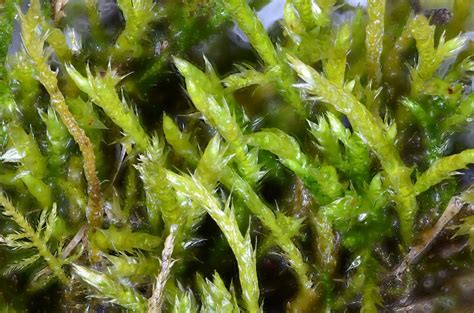 Whitish Feather Moss Bryophyta Mosses Of Vancouver Island INaturalist