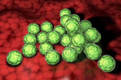 Chlamydia Trachomatis Bacteria Cells Digital Illustration