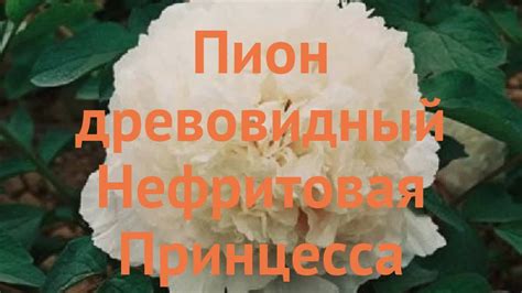 Пион древовидный Нефритовая Принцесса 🌿 обзор: как сажать, саженцы ...