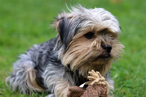 Beagle Yorkie Mix: The Smallest Family Member You're Gonna Love To Pieces