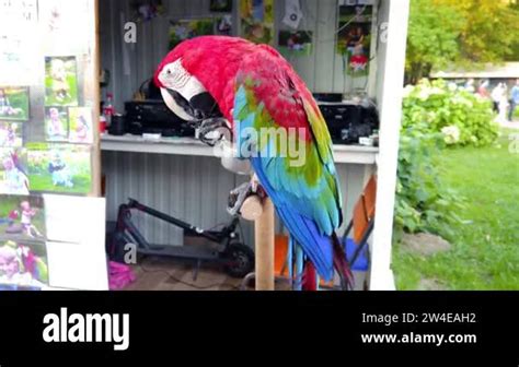 Editorial 4k Red Parrot Macaw Ara Sitting In The Wooden Perch And