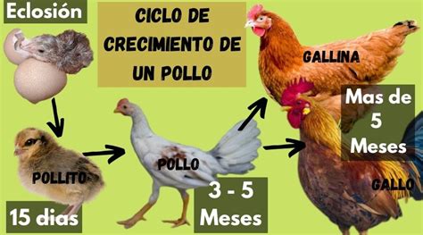 Cómo Saber La Edad De Un Gallo Guía Detallada 2 ComoPedia