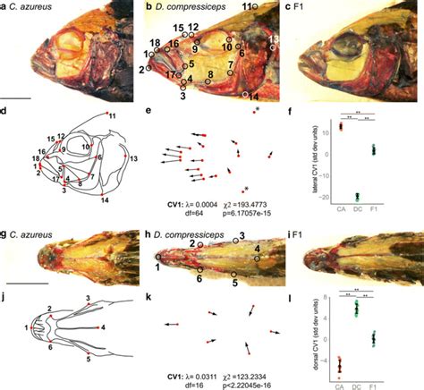 Morphometric Analysis Of Head Shape Differences Between Ca Dc And F1 Download Scientific