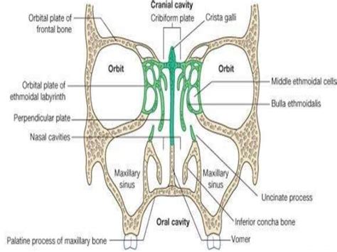 Surgical Anatomy Of Nose