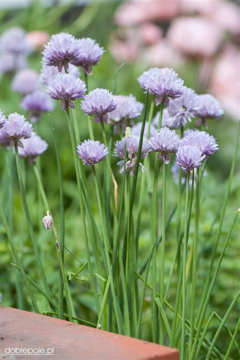 Szkółka Bylin Dobrepole Allium schoenoprasum szczypiorek