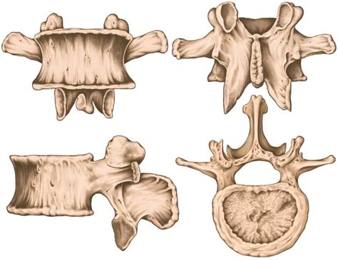 Second Lumbar Vertebra Lumbar Vertebrae Vertebral Bone Vertebra