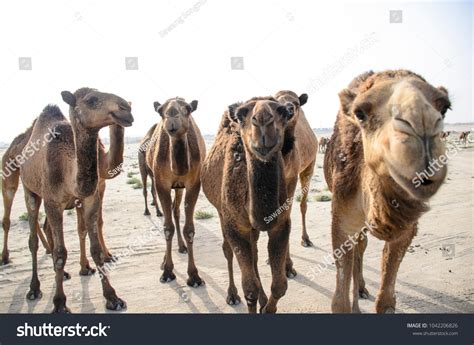 Camel Middle East Stock Photo 1042206826 | Shutterstock