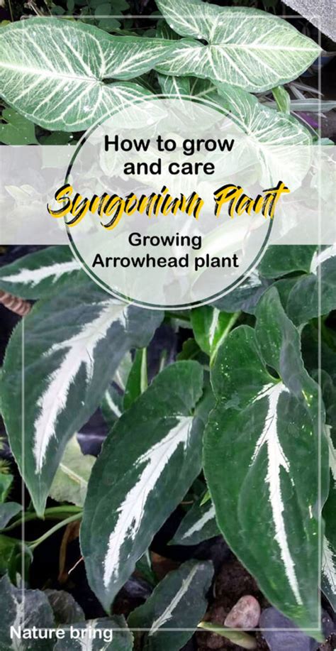 How To Grow And Care Syngonium Plant Growing Arrowhead Plant