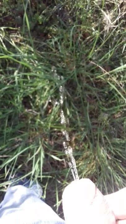 Pissing In The Forest Gay Man Man Porn XHamster