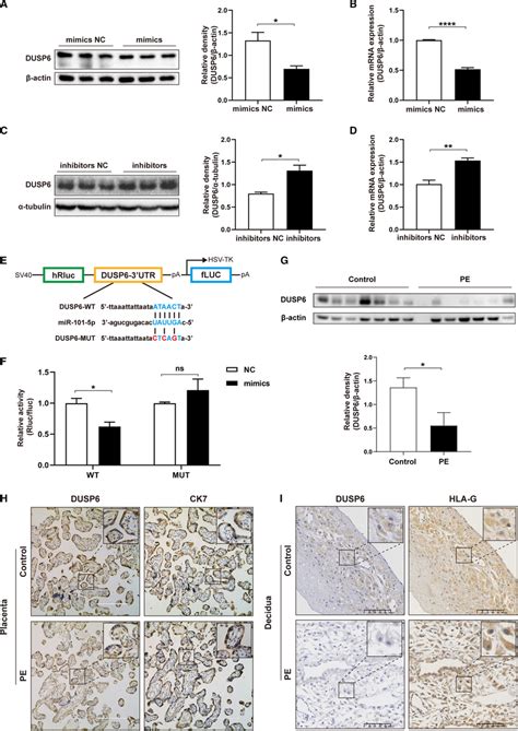 DUSP6 Is A Direct Target Of MiR 101 5p In HTR8 SVneo Cells A B