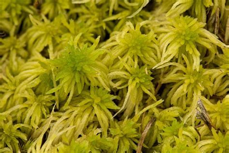 Moss Sphagnum Fimbriatum Ohio Moss And Lichen Association