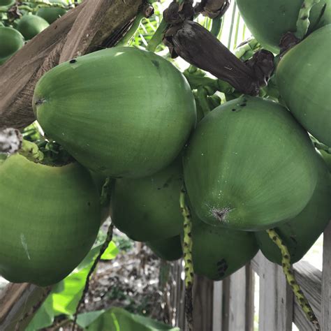 Malayan Dwarf Coconut Grow Guide Tropical Tree Guide