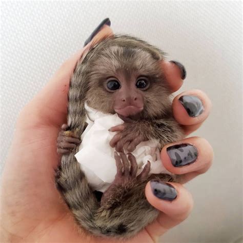 Buy Liliana Our Female Finger Monkey For Sale Near Me USA