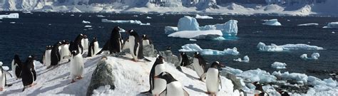 Antarctica Holidays | Expedition & Cruises | Polar Regions