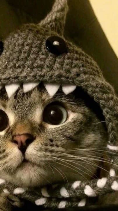 Котики в костюме акулы ️🐬 - YouTube