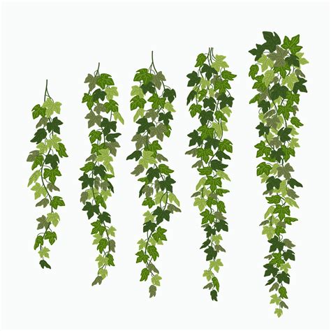 Ivy vines, green leaves of a creeper plant isolated on white background ...