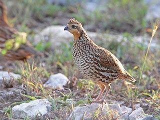 Codorniz Yucateca Ebird