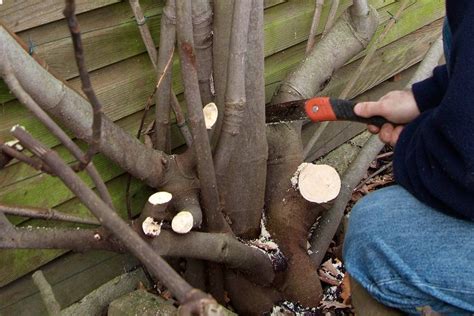 Vijgenboom Snoeien Wanneer En Hoe Gardeners World