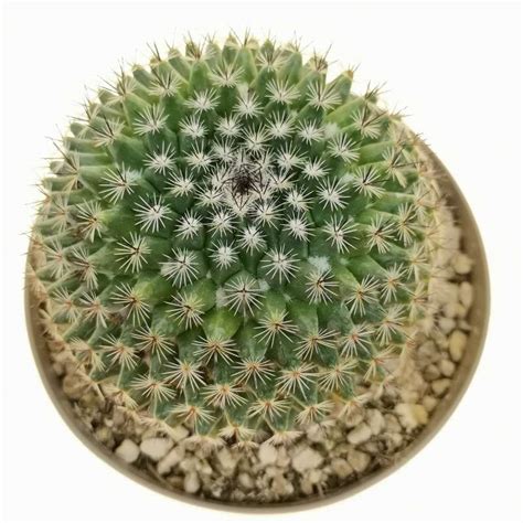 Mammillaria Carnea 14 Cm Cactaceae Giromagi Vendita Piante Grasse