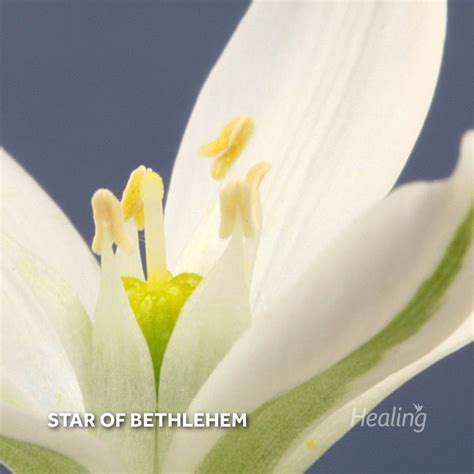 Star Of Bethlehem Floral De Bach Healingherbs 10ml Healing