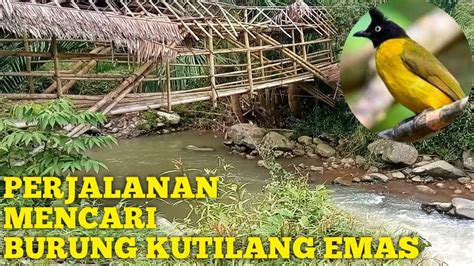 Nekat Masuk Hutan Mencari Burung Kutilang Emas YouTube