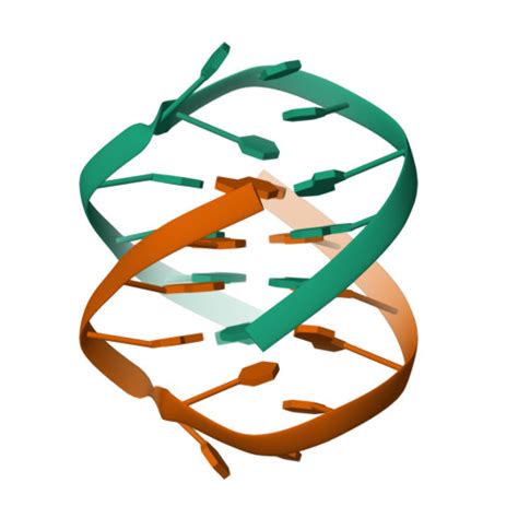 Rcsb Pdb D Refined Solution Structure Of The Dimeric Quadruplex