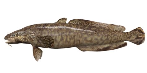 Burbot - Fishing Planet Wiki