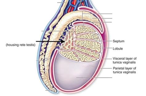 Histology Male Reproductive System Flashcards Quizlet