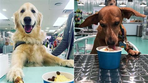 Salty Paws, a new ice cream shop for dogs, is opening in Philadelphia ...