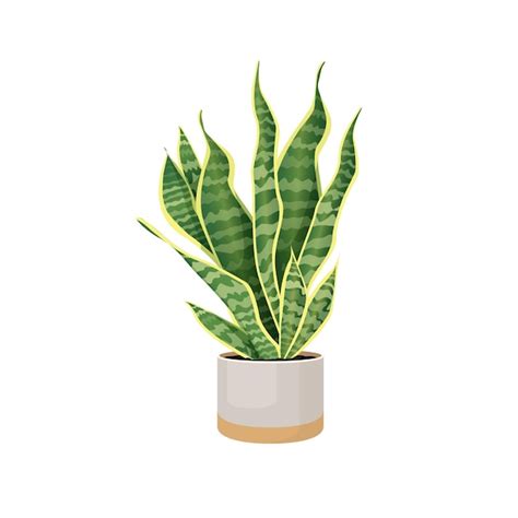 Planta De Interior Sansevieria Em Um Vaso Para Decora O De Escrit Rios