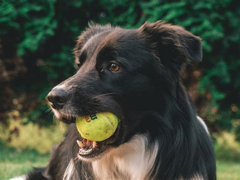 Osteopathy for Animals — Livingston Osteopathy