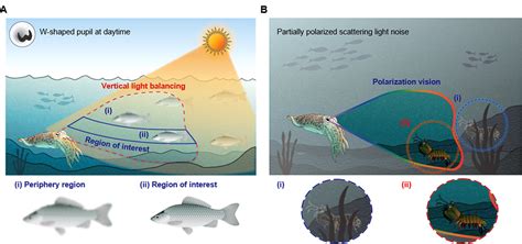 Using the cuttlefish eye as a template for robot eyes that can see ...