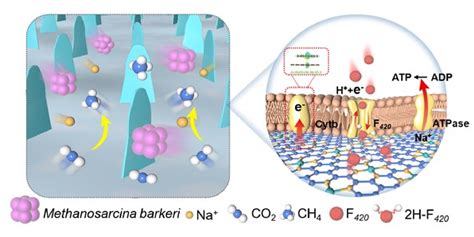 纳米人 Adv Mater通过Co N4 Co纳米粒子激活生物电催化CO2转化