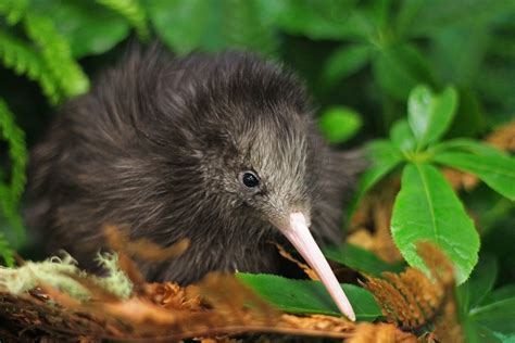 PŪKAHA NATIONAL WILDLIFE CENTRE (2025) All You Need to Know BEFORE You ...