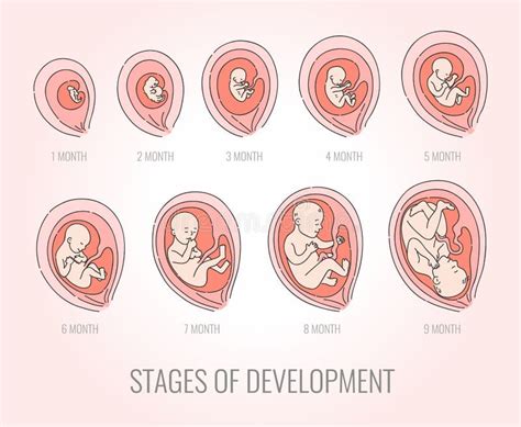 Infographic Con Las Etapas Del Embarazo Y Del Embrión Desarrollo Del Feto Ilustración Del