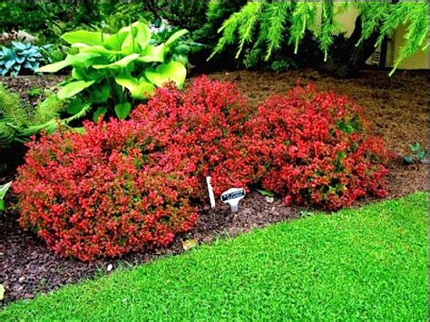 Барбарис 'Адмирэйшн' / Berberis 'Admiration’ - Ландшафтная компания ...