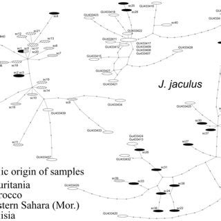 Haplotype Networks For Cytochrome B Cyt B Sequences Of Jaculus